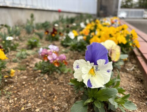 花壇のお花